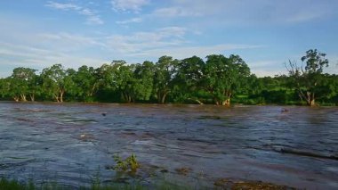 Güney Afrika 'daki Büyük Kruger Ulusal Parkı' nda yağmur mevsiminde Letaba Nehri yüzen kütüklerle dolup taşıyor.