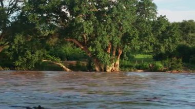 Güney Afrika 'daki Büyük Kruger Ulusal Parkı' nda yağmur mevsiminde Letaba Nehri yüzen kütüklerle dolup taşıyor.