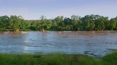 Güney Afrika 'daki Büyük Kruger Ulusal Parkı' nda yağmur mevsiminde Letaba Nehri yüzen kütüklerle dolup taşıyor.