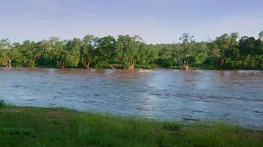 Güney Afrika 'daki Büyük Kruger Ulusal Parkı' nda yağmur mevsiminde Letaba Nehri yüzen kütüklerle dolup taşıyor.
