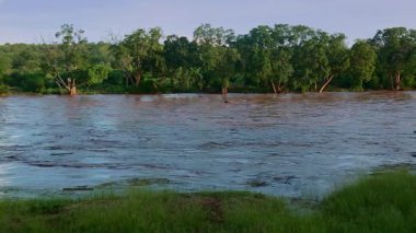 Güney Afrika 'daki Büyük Kruger Ulusal Parkı' nda yağmur mevsiminde Letaba Nehri yüzen kütüklerle dolup taşıyor.