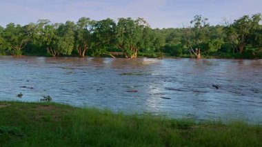 Güney Afrika 'daki Büyük Kruger Ulusal Parkı' nda yağmur mevsiminde Letaba Nehri yüzen kütüklerle dolup taşıyor.