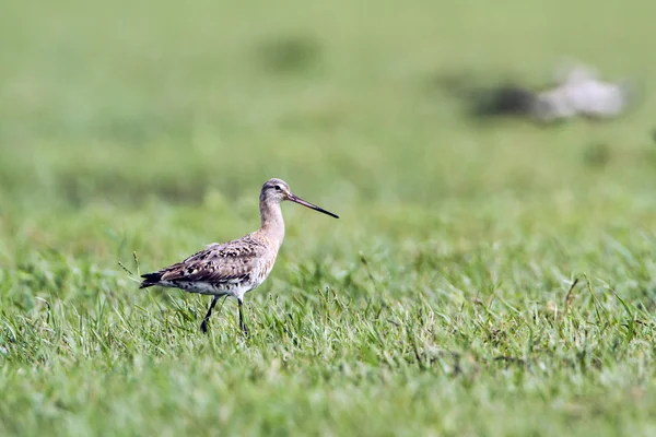 Godwit dalla coda nera nel parco nazionale di Bundala, Sri Lanka — Foto Stock