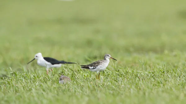 Aiguillons communs dans le parc national de Bundala, Sri Lanka — Photo