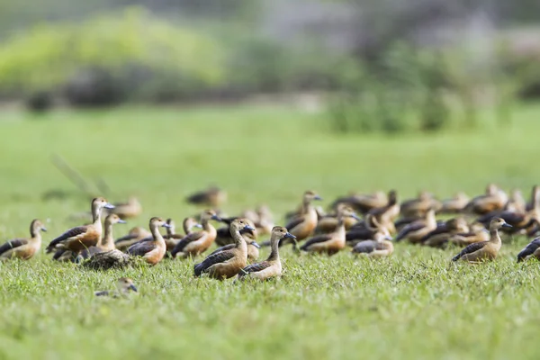 Pato silbante en el parque nacional de Bundala, Sri Lanka — Foto de Stock