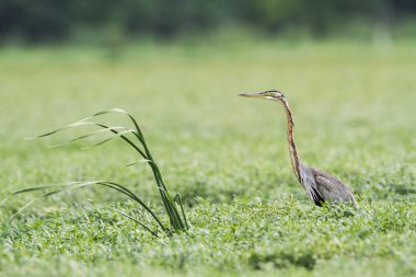 Bundala Milli Parkı, Sri Lanka, mor balıkçıl