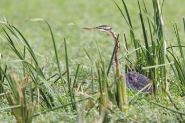 Bundala Milli Parkı, Sri Lanka, mor balıkçıl