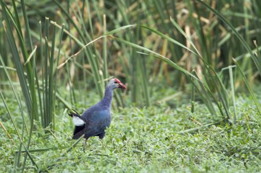 Mor Delta Bundala Ulusal Park, Sri Lanka