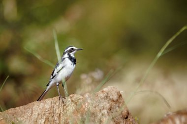 Afrika Pied Wagtail, Güney Afrika 'daki Büyük Kruger Ulusal Parkı' nda izole edilmiş bir kayanın üzerinde duruyor.