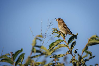 Güney Afrika 'daki Büyük Kruger Ulusal Parkı' nda mavi gökyüzünde izole edilmiş kırmızı gagalı Quelea dişisi Specie Quelea quelea Ploceidae ailesi