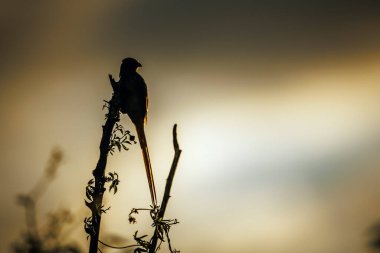 Kırmızı yüzlü Fare Kuşu, Güney Afrika 'daki Büyük Kruger Ulusal Parkı' nda şafak vakti bir dalda dikiliyordu; Coliidae familyasından Specie Urocolius indicus