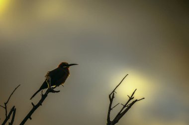 Güney Afrika 'daki Büyük Kruger Ulusal Parkı' ndaki gökyüzü yiyicisinde soyutlanmış beyaz önlü arı, Meropidae familyasından Specie Merops bullockoides.
