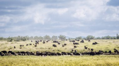 African buffalo herd front view in waterhole scenery in Kruger National park, South Africa ; Specie Syncerus caffer family of Bovidae