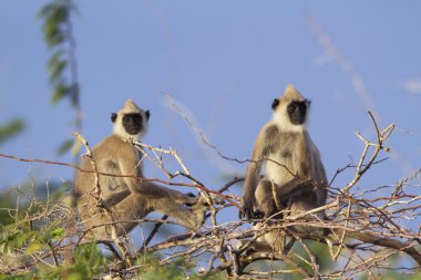 Püsküllü gri langur Bundala Ulusal Park, Sri Lanka