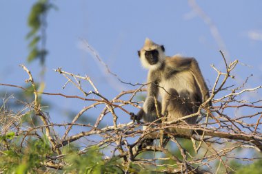Püsküllü gri langur Bundala Ulusal Park, Sri Lanka