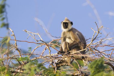 Püsküllü gri langur Bundala Ulusal Park, Sri Lanka