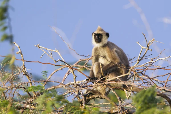 Getufte grijze langur in Bundala nationaal park, Sri Lanka — Stockfoto