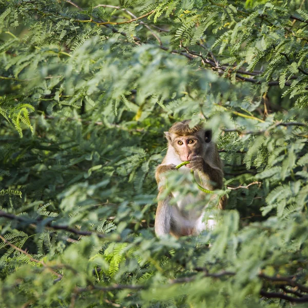 Toque macaque i Bundala nasjonalpark, Sri Lanka – stockfoto