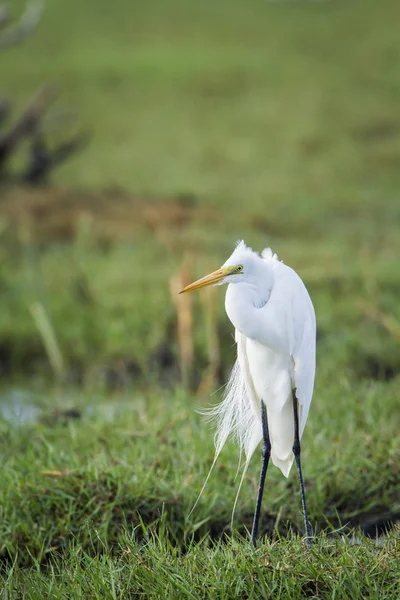 Great egret in Bundala National Park, Sri Lanka — Stock Photo, Image