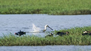 Bayağı kaşıkçı Bundala Milli Parkı, Sri Lanka