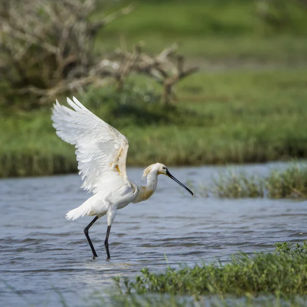 Eurasian spoonbill in Bundala National Park, Sri Lanka — Stock Photo, Image