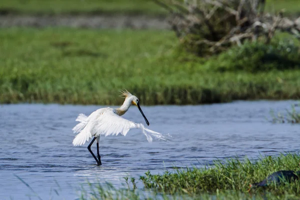 Eurasian spoonbill in Bundala National Park, Sri Lanka — Stock Photo, Image