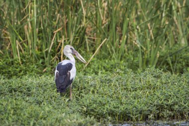 Asya openbill Bundala Milli Parkı, Sri Lanka