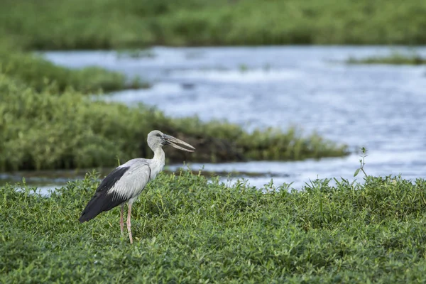 Asya openbill Bundala Milli Parkı, Sri Lanka — Stok fotoğraf