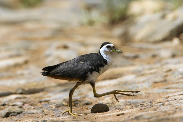 Waterhen à poitrine blanche en Tangalle, Sri Lanka — Photo