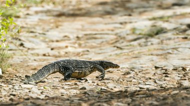 Asya su monitör Tangalle, Sri Lanka