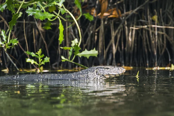 Ázsiai szalagos varánusz Tangalle, Sri Lanka — Stock Fotó