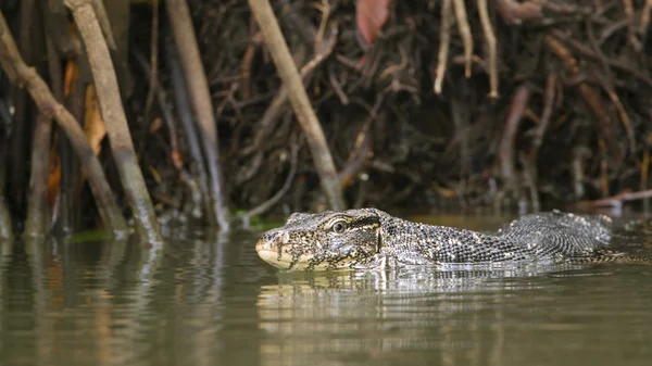 Monitor de água asiático em Tangalle, Sri Lanka — Fotografia de Stock