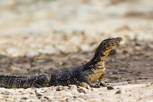 Asian Water monitor in Tangalle, Sri Lanka — Stock Photo, Image