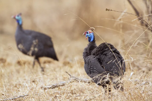 Behelmter Uhu im Kruger Nationalpark — Stockfoto