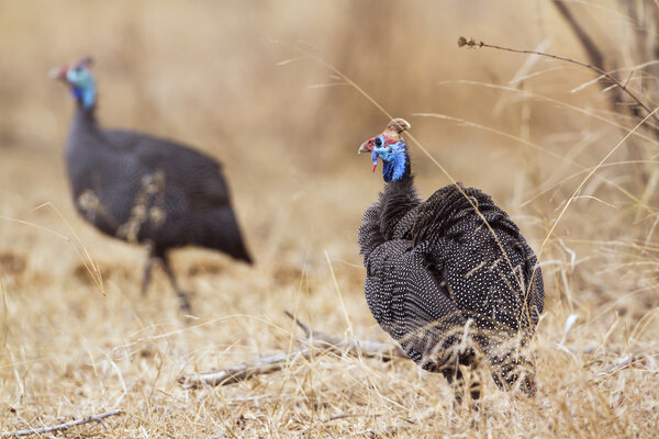 Helmeted guineafowl in Kruger National park