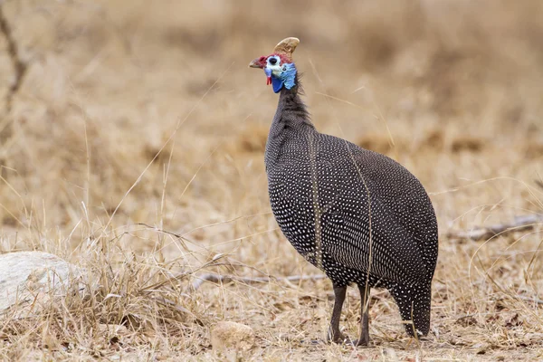Miğferli beçtavuğu Kruger National park