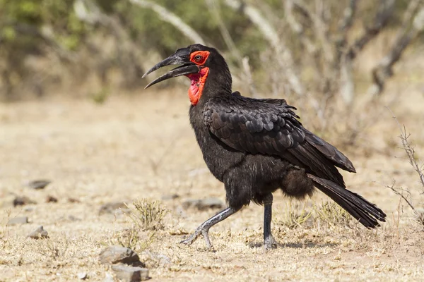 Südlicher Erdhornvogel im Kruger Nationalpark — Stockfoto