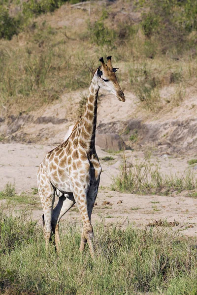 Zürafa Kruger National park — Stok fotoğraf