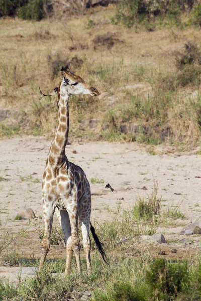 Girafe dans le parc national Kruger — Photo