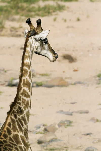 Zsiráf a Kruger Nemzeti park — Stock Fotó