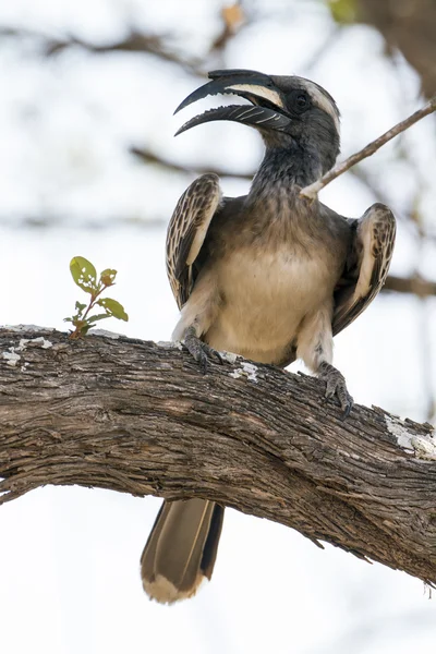 Hornbill cinzento africano no parque nacional de Kruger — Fotografia de Stock