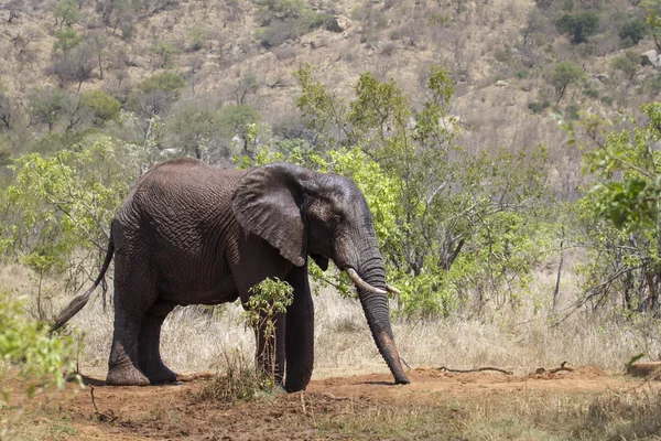 Afrikaanse bush elephant in Kruger National park — Stockfoto