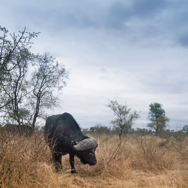 African buffalo in Kruger National park — Stock Photo, Image