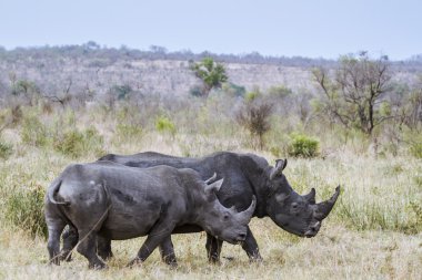 Güney beyaz gergedan Kruger National park
