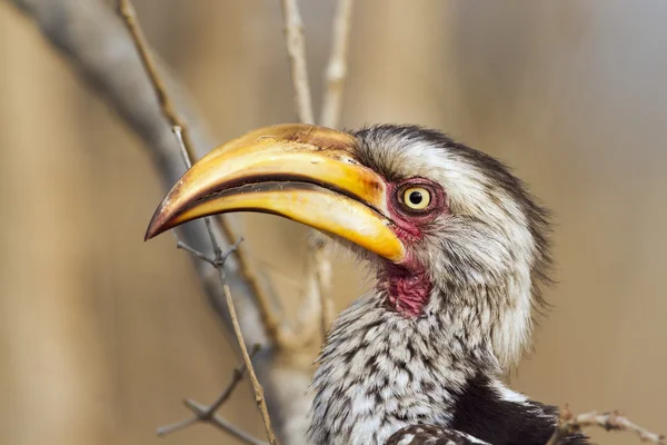 Southern yellow-billed hornbill in Kruger National park — Stock Photo, Image