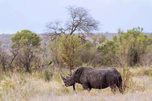 Güney beyaz gergedan Kruger National park — Stok fotoğraf