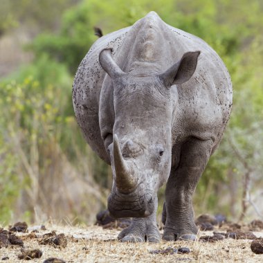 Güney beyaz gergedan Kruger National park