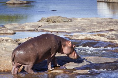Hippopotamus in Kruger National park clipart