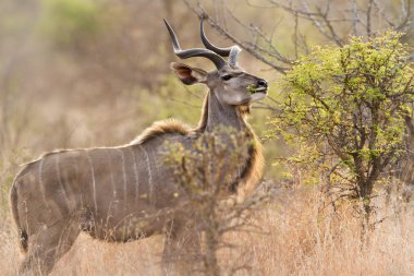 Büyük kudu Kruger National park