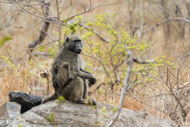 Chacma maymun Kruger National park